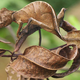 Image for article titled Can you detect the stealth animals hiding in all these pictures?